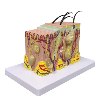 Odos Modelis, 35X Išsiplėtusios Anatomijos Modelis Anatomijos Mokslo Klasėje Tyrimo Ekranas Mokymo Modelį